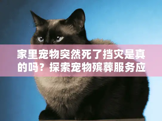 家里宠物突然死了挡灾是真的吗？探索宠物殡葬服务应对方案