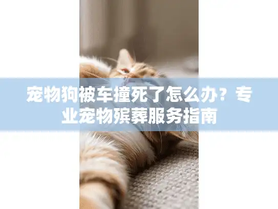 宠物狗被车撞死了怎么办？专业宠物殡葬服务指南