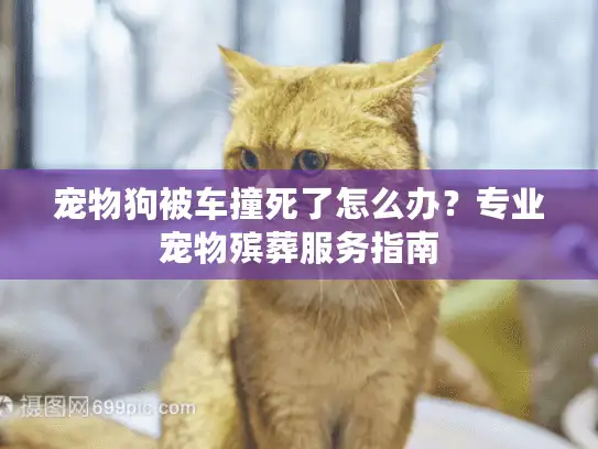 宠物狗被车撞死了怎么办？专业宠物殡葬服务指南