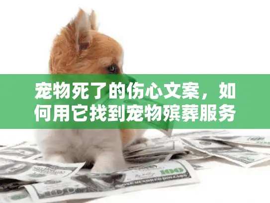 宠物死了的伤心文案，如何用它找到宠物殡葬服务？