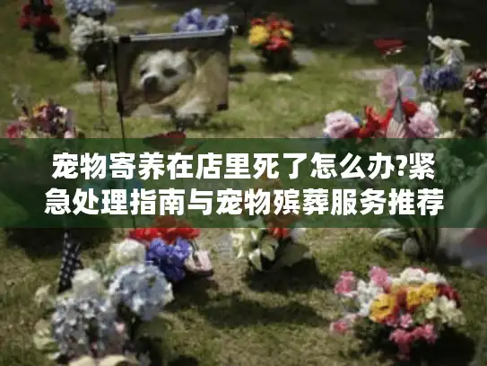 宠物寄养在店里死了怎么办?紧急处理指南与宠物殡葬服务推荐