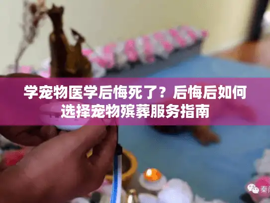 学宠物医学后悔死了？后悔后如何选择宠物殡葬服务指南