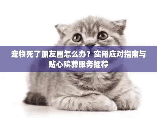 宠物死了朋友圈怎么办？实用应对指南与贴心殡葬服务推荐