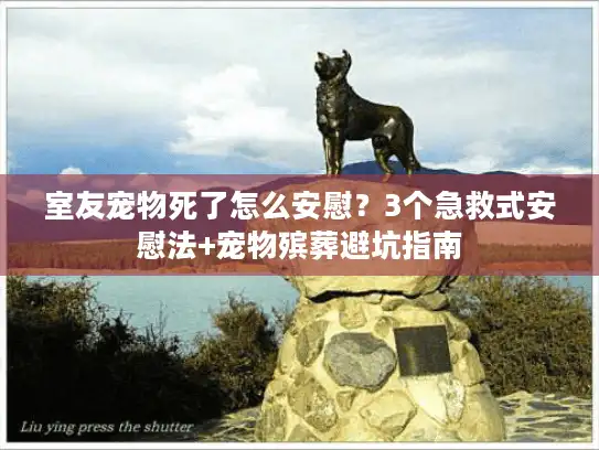 室友宠物死了怎么安慰？3个急救式安慰法+宠物殡葬避坑指南