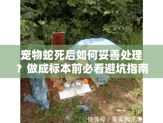 宠物蛇死后如何妥善处理？做成标本前必看避坑指南