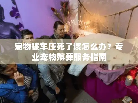 宠物被车压死了该怎么办？专业宠物殡葬服务指南