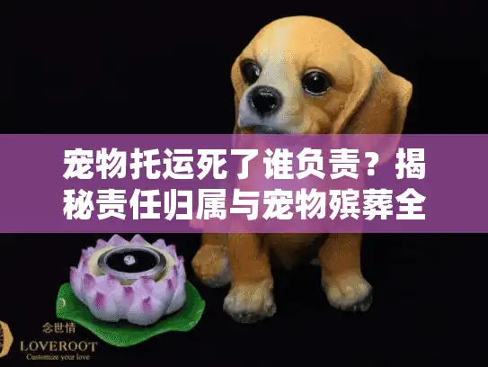 宠物托运死了谁负责？揭秘责任归属与宠物殡葬全指南