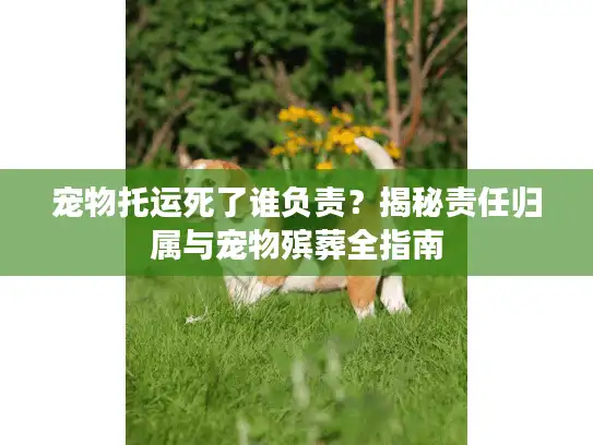 宠物托运死了谁负责？揭秘责任归属与宠物殡葬全指南