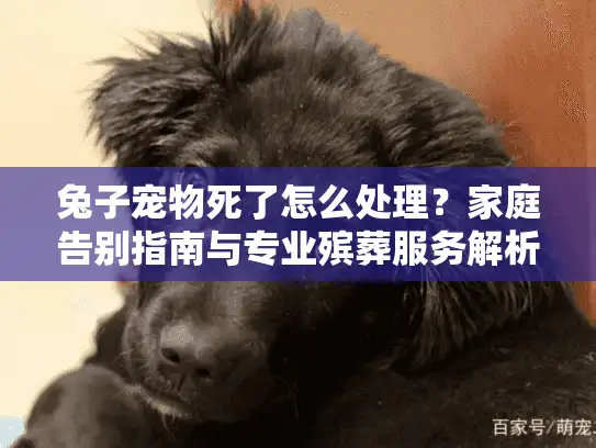 兔子宠物死了怎么处理？家庭告别指南与专业殡葬服务解析