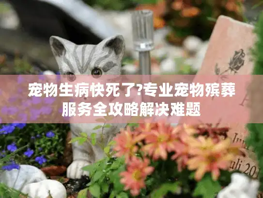 宠物生病快死了?专业宠物殡葬服务全攻略解决难题