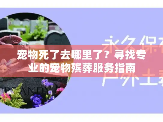 宠物死了去哪里了？寻找专业的宠物殡葬服务指南