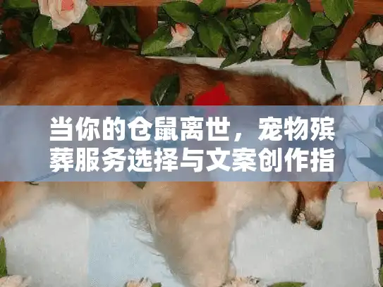 当你的仓鼠离世，宠物殡葬服务选择与文案创作指南