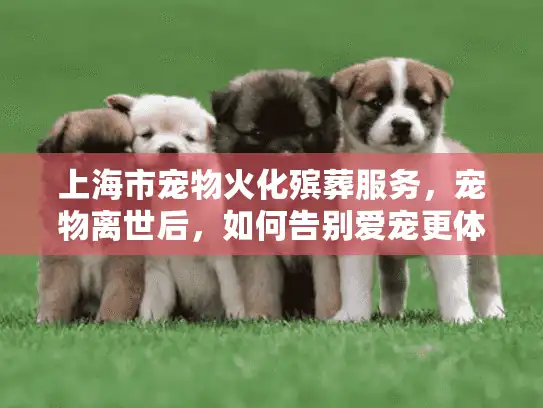 上海市宠物火化殡葬服务，宠物离世后，如何告别爱宠更体面？