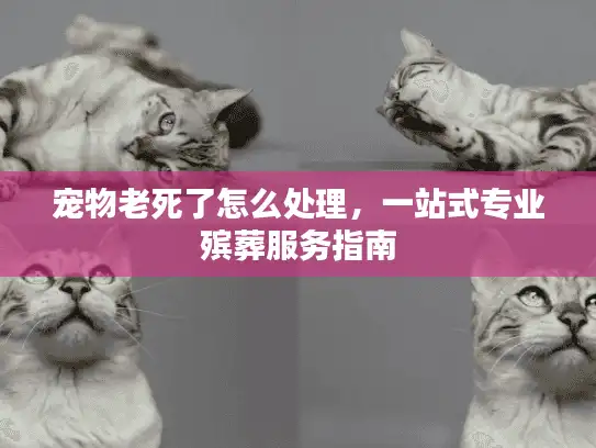 宠物老死了怎么处理，一站式专业殡葬服务指南