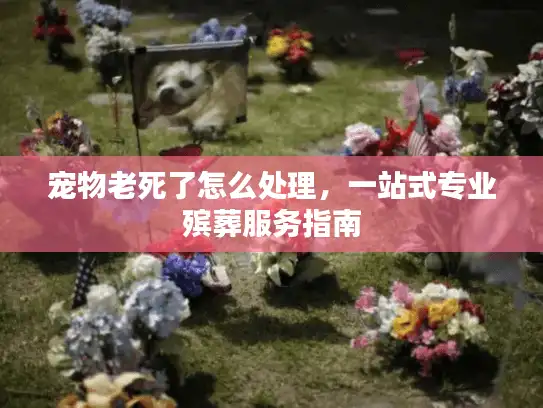 宠物老死了怎么处理，一站式专业殡葬服务指南