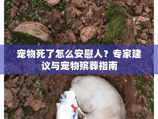 宠物死了怎么安慰人？专家建议与宠物殡葬指南