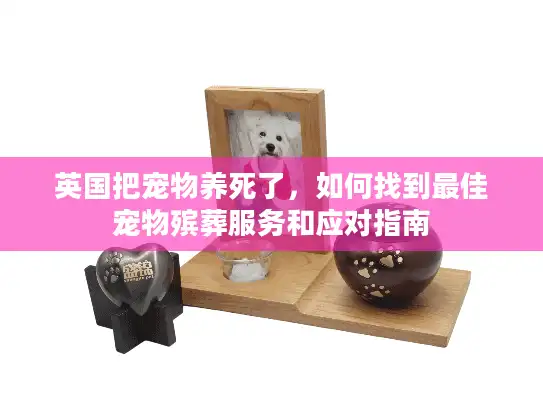 英国把宠物养死了，如何找到最佳宠物殡葬服务和应对指南