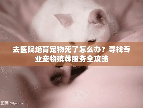去医院绝育宠物死了怎么办？寻找专业宠物殡葬服务全攻略