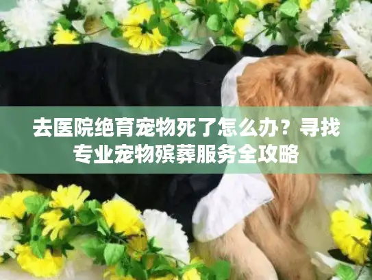 去医院绝育宠物死了怎么办？寻找专业宠物殡葬服务全攻略