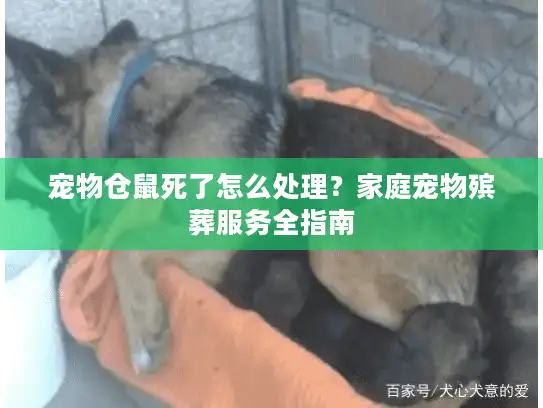 宠物仓鼠死了怎么处理？家庭宠物殡葬服务全指南
