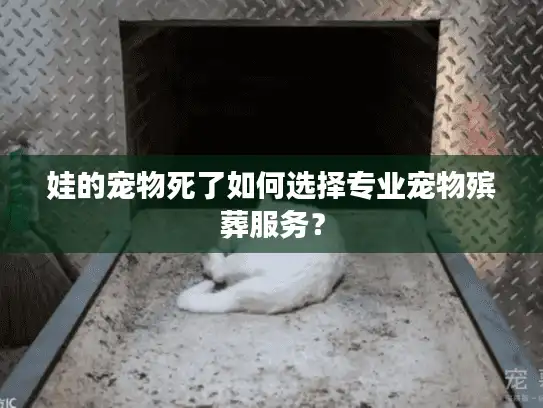 娃的宠物死了如何选择专业宠物殡葬服务？