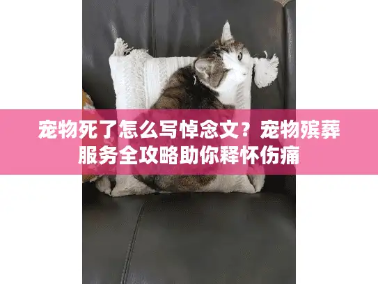 宠物死了怎么写悼念文？宠物殡葬服务全攻略助你释怀伤痛