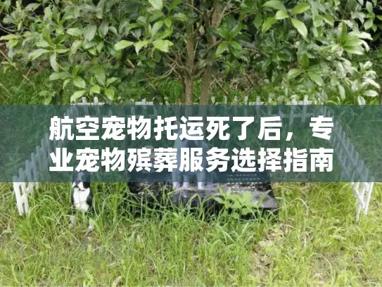 航空宠物托运死了后，专业宠物殡葬服务选择指南