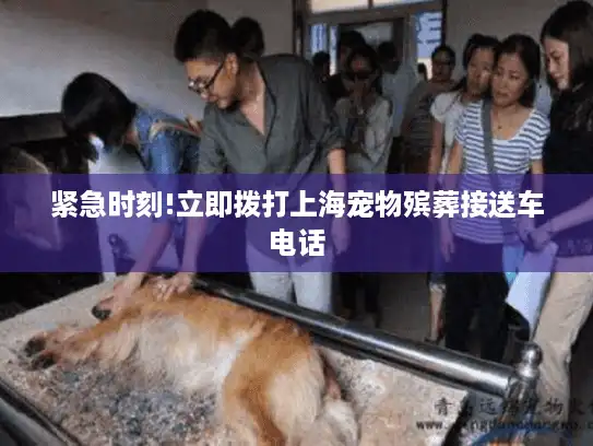 紧急时刻!立即拨打上海宠物殡葬接送车电话