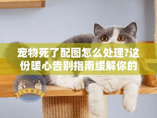 宠物死了配图怎么处理?这份暖心告别指南缓解你的无助时刻