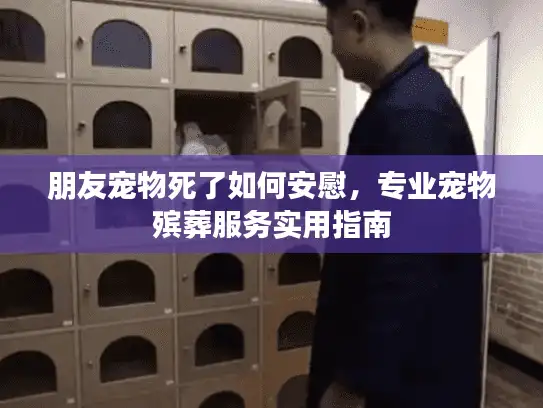 朋友宠物死了如何安慰，专业宠物殡葬服务实用指南