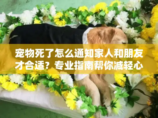 宠物死了怎么通知家人和朋友才合适？专业指南帮你减轻心理负担