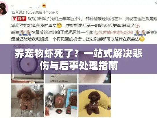 养宠物虾死了？一站式解决悲伤与后事处理指南