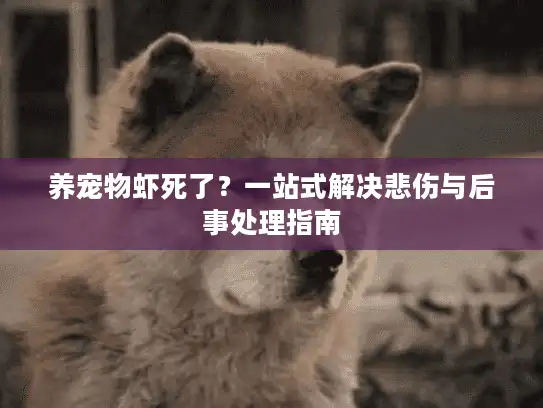 养宠物虾死了？一站式解决悲伤与后事处理指南