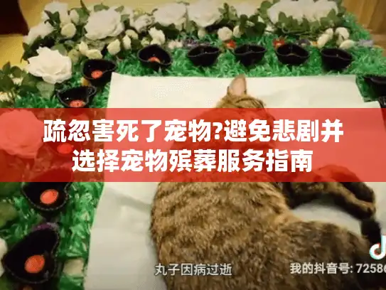 疏忽害死了宠物?避免悲剧并选择宠物殡葬服务指南
