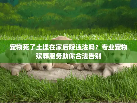 宠物死了土埋在家后院违法吗？专业宠物殡葬服务助你合法告别