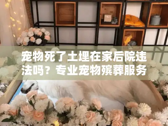 宠物死了土埋在家后院违法吗？专业宠物殡葬服务助你合法告别
