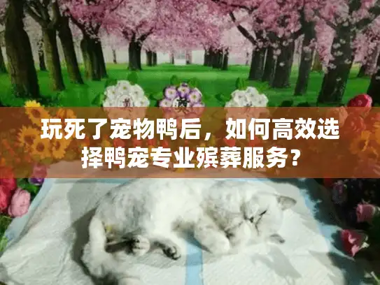 玩死了宠物鸭后，如何高效选择鸭宠专业殡葬服务？
