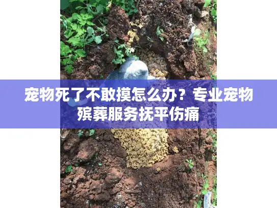 宠物死了不敢摸怎么办？专业宠物殡葬服务抚平伤痛