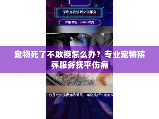 宠物死了不敢摸怎么办？专业宠物殡葬服务抚平伤痛