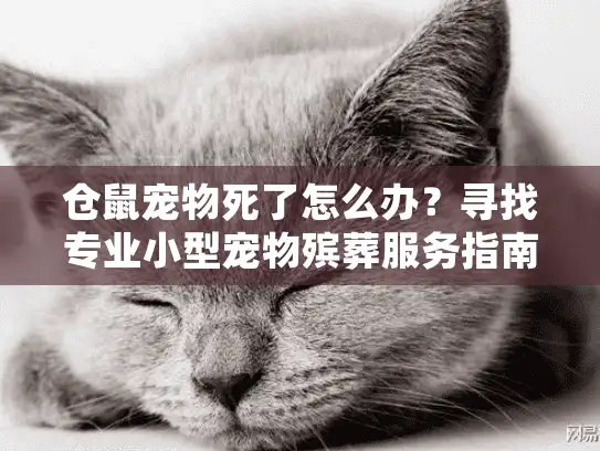 仓鼠宠物死了怎么办？寻找专业小型宠物殡葬服务指南