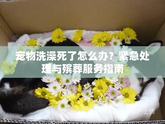 宠物洗澡死了怎么办？紧急处理与殡葬服务指南
