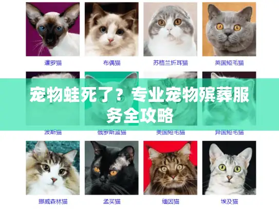 宠物蛙死了？专业宠物殡葬服务全攻略