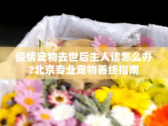 疫情宠物去世后主人该怎么办?北京专业宠物善终指南