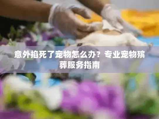 意外掐死了宠物怎么办？专业宠物殡葬服务指南