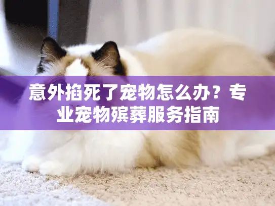 意外掐死了宠物怎么办？专业宠物殡葬服务指南