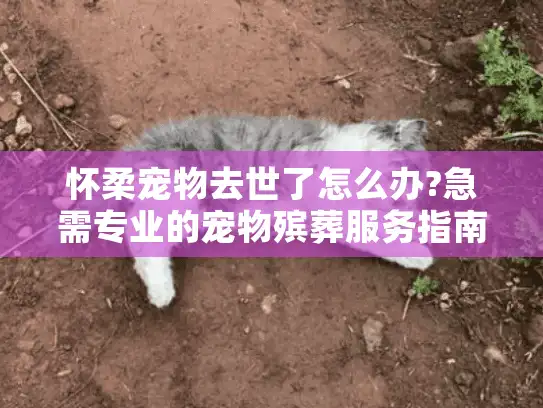 怀柔宠物去世了怎么办?急需专业的宠物殡葬服务指南
