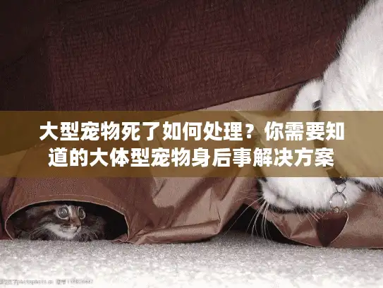 大型宠物死了如何处理？你需要知道的大体型宠物身后事解决方案