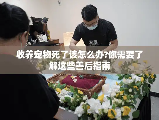 收养宠物死了该怎么办?你需要了解这些善后指南