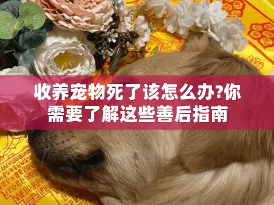收养宠物死了该怎么办?你需要了解这些善后指南
