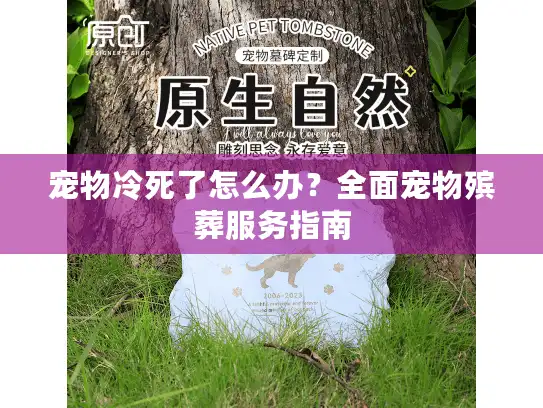 宠物冷死了怎么办？全面宠物殡葬服务指南